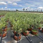 Olivovník európsky (Olea europaea) (-12°C) - výška: 30-40 cm, kont. C3L - BONSAJ (DECO MISA)
